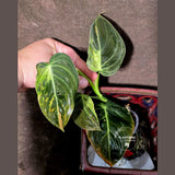 Philodendron Melanochrysum Variegated - Rare Tropical (June-25-23)