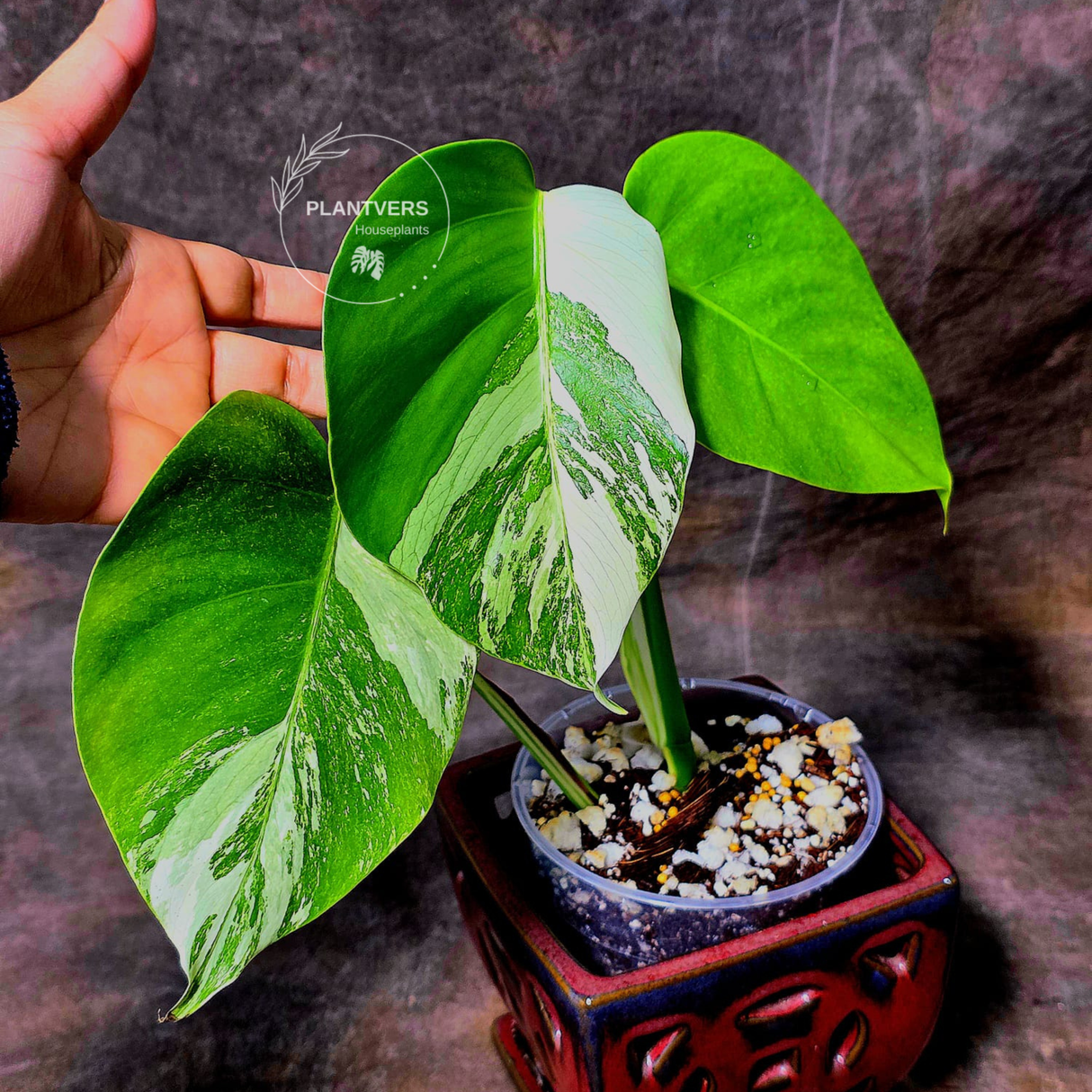 white monstera albo borsigiana