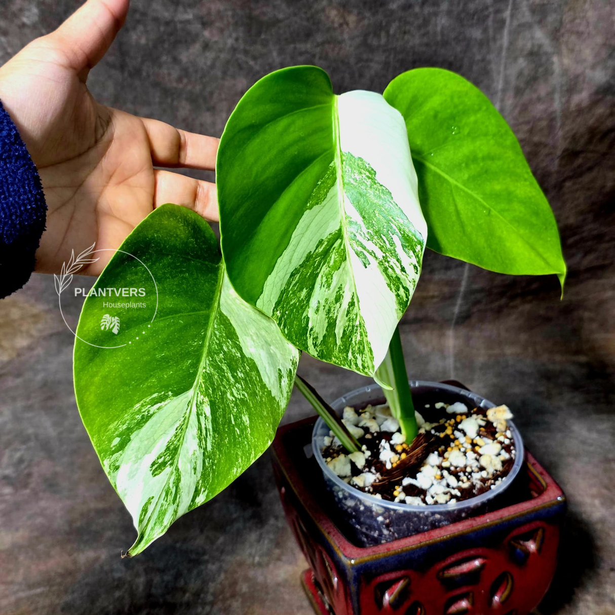 variegated monstera albo