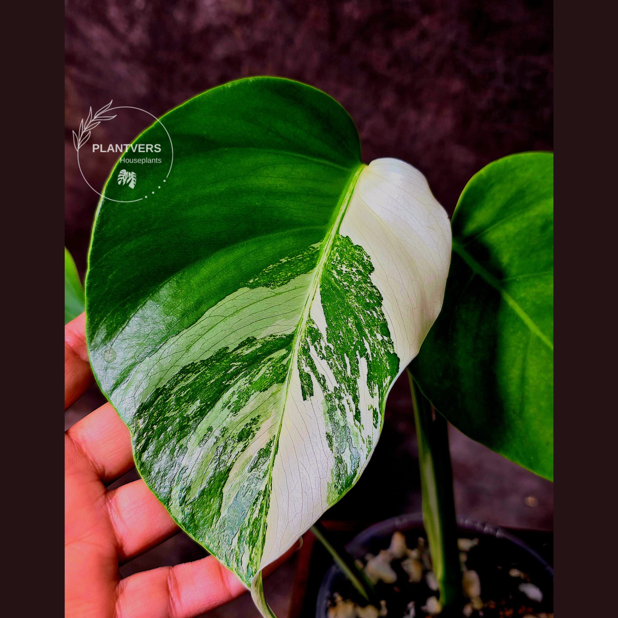Variegated Monstera Albo EXACT Plant - Rare White Albo Baby Leaf EXACT Plant - US Seller