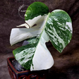white monstera plant