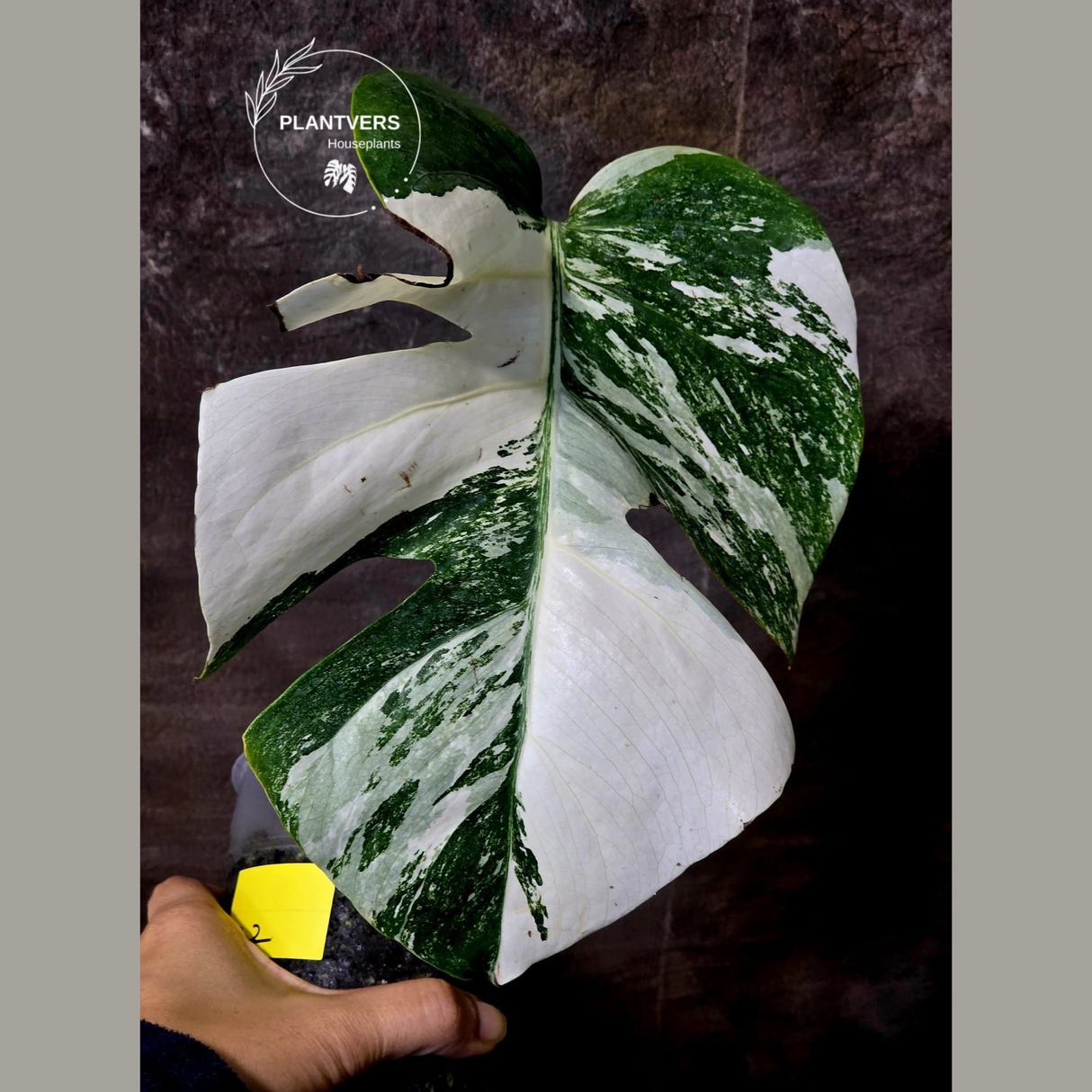 monstera albo single leaf plant
