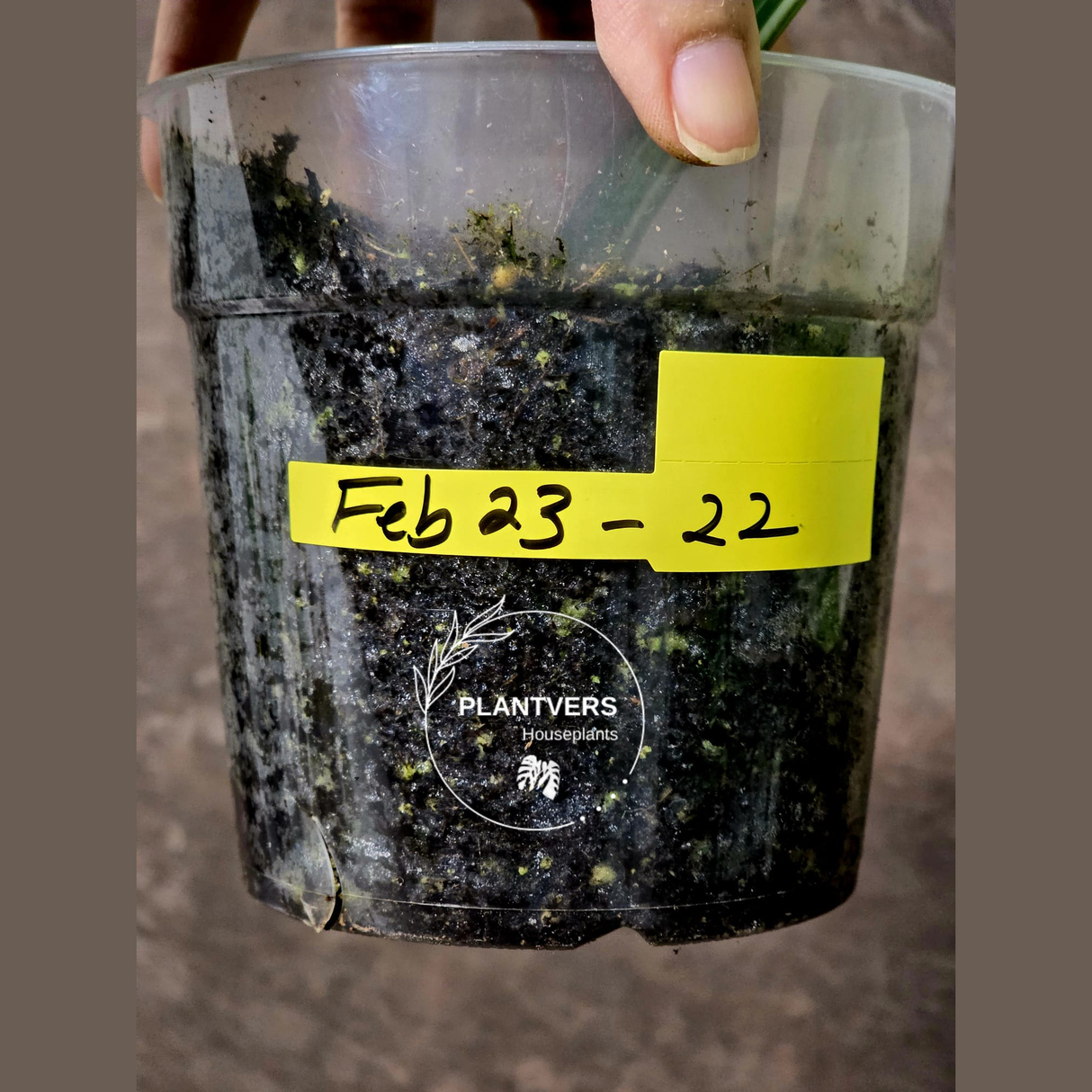 Rare Variegated Monstera Albo - White Albo Borsigiana Single Leaf Plant - EXACT Plant - US Seller