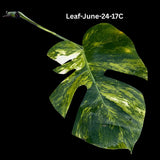 Monstera Borsigiana Aurea Variegated Cutting - Monstera Aurea Variegata - Monstera Marmota Cuts - Exact Same Cut - US Seller