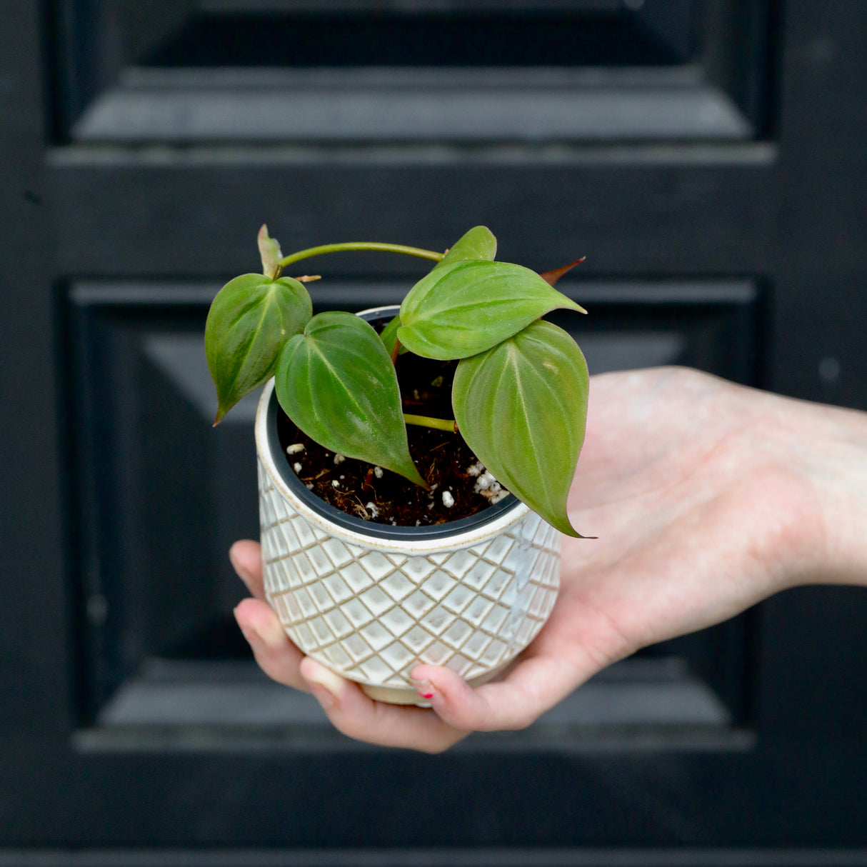 Philodendron Micans Velvet in a 1.5" Nursery Pot