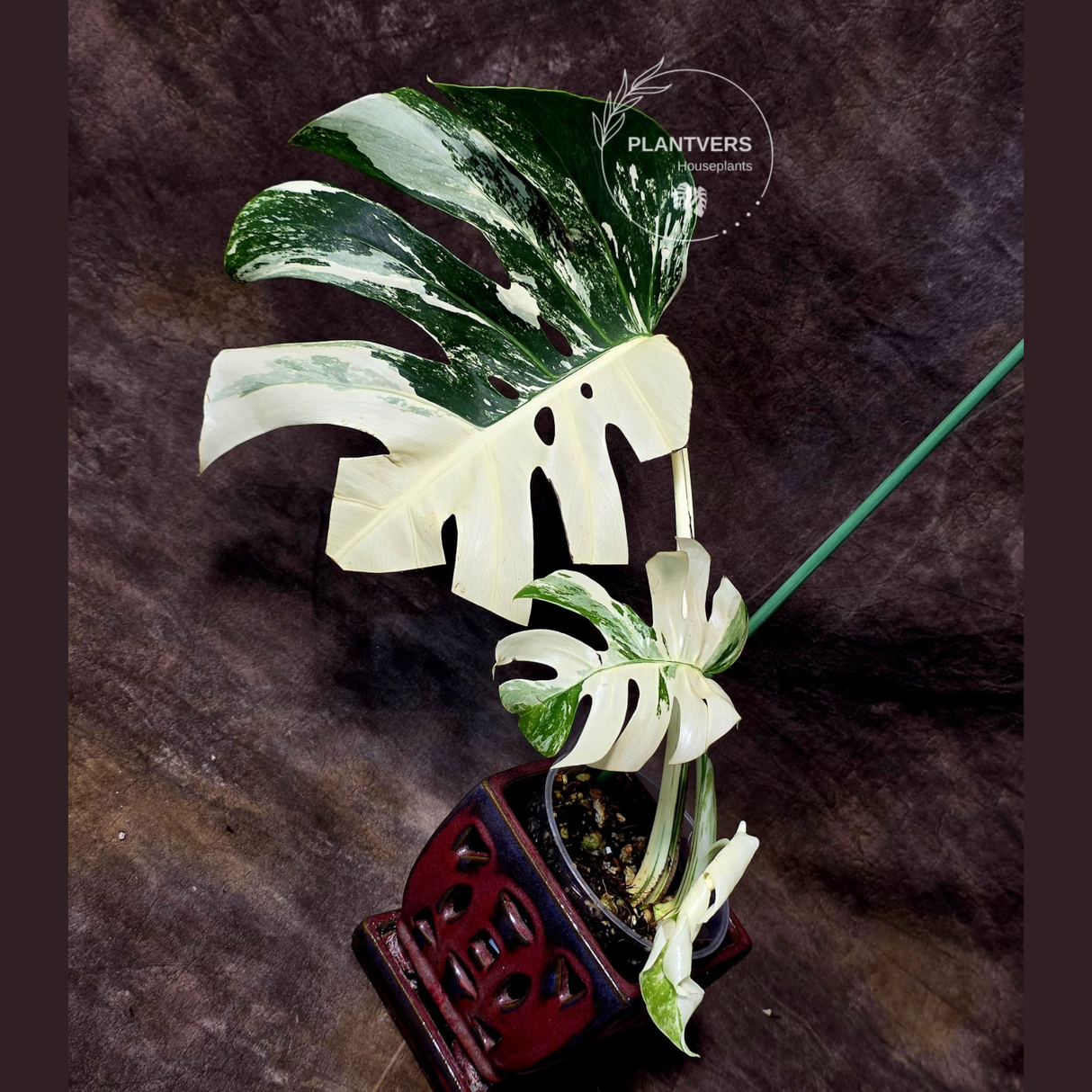 Rare Variegated Monstera Albo - White Albo Borsigiana Mature EXACT Plant - US Seller