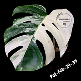 Rare Variegated Monstera Albo – Large Form White Monstera Borsigiana (Exact Plant)