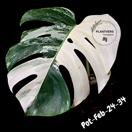 Rare Variegated Monstera Albo – Large Form White Monstera Borsigiana (Exact Plant)