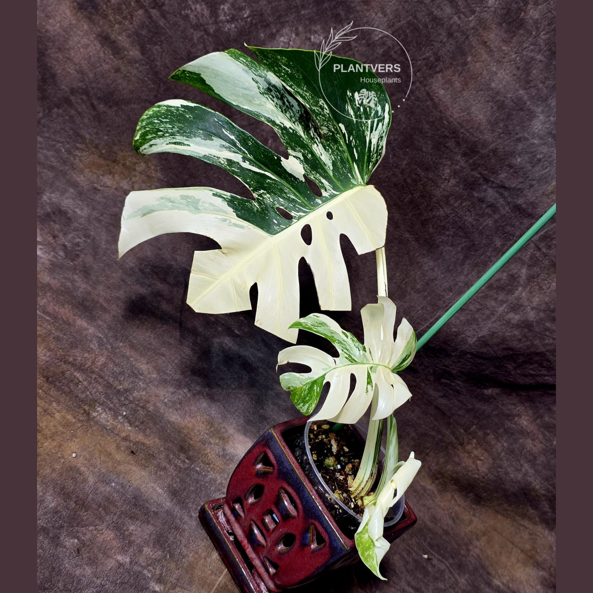 Rare Variegated Monstera Albo - White Albo Borsigiana Mature EXACT Plant - US Seller