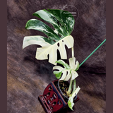 Rare Variegated Monstera Albo - White Albo Borsigiana Mature EXACT Plant - US Seller