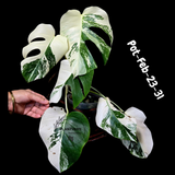 Rare Variegated Monstera Albo – Large Form White Monstera Borsigiana (Exact Plant)