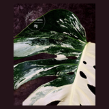 Rare Variegated Monstera Albo - White Albo Borsigiana Mature EXACT Plant - US Seller