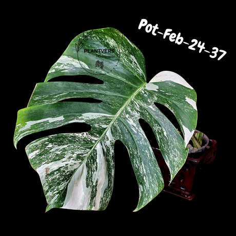 Rare Variegated Monstera Albo – Large Form White Monstera Borsigiana (Exact Plant)