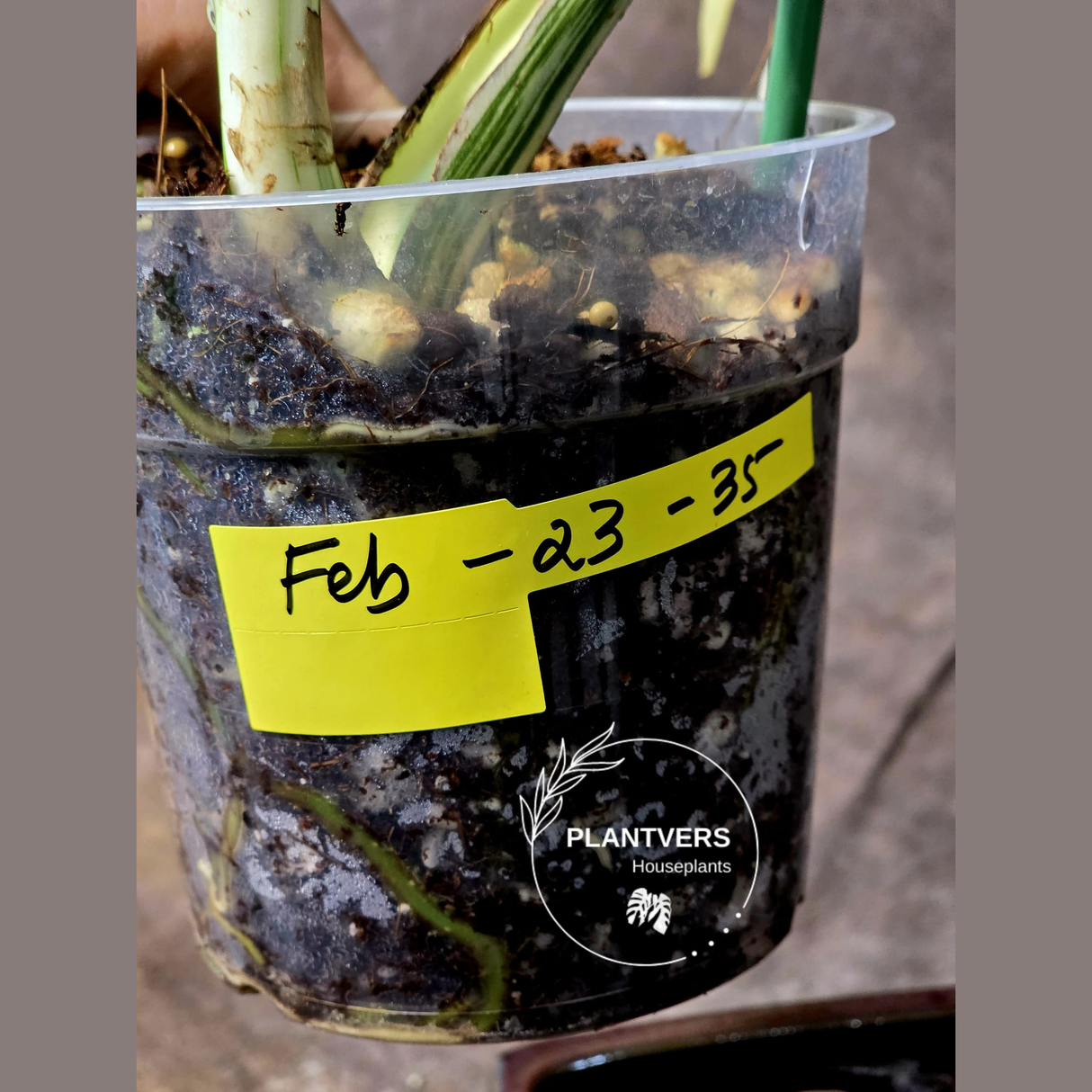 Rare Variegated Monstera Albo - White Albo Borsigiana Mature EXACT Plant - US Seller