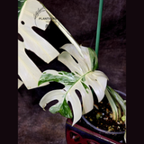 Rare Variegated Monstera Albo - White Albo Borsigiana Mature EXACT Plant - US Seller