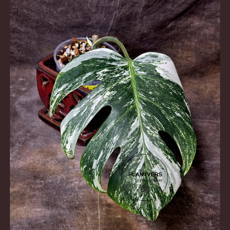 Rare Variegated Monstera Albo - White Albo Borsigiana EXACT Plant - Large Form - US Seller