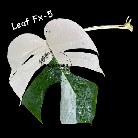 Variegated Albo Leaf