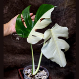 variegated monstera albo