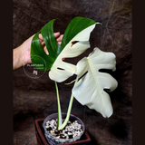 Rare Variegated Monstera Albo - White Albo Borsigiana Half-Moon Leaf Plant - EXACT Plant - US Seller