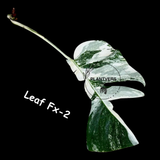 Variegated Rare Collector Plant