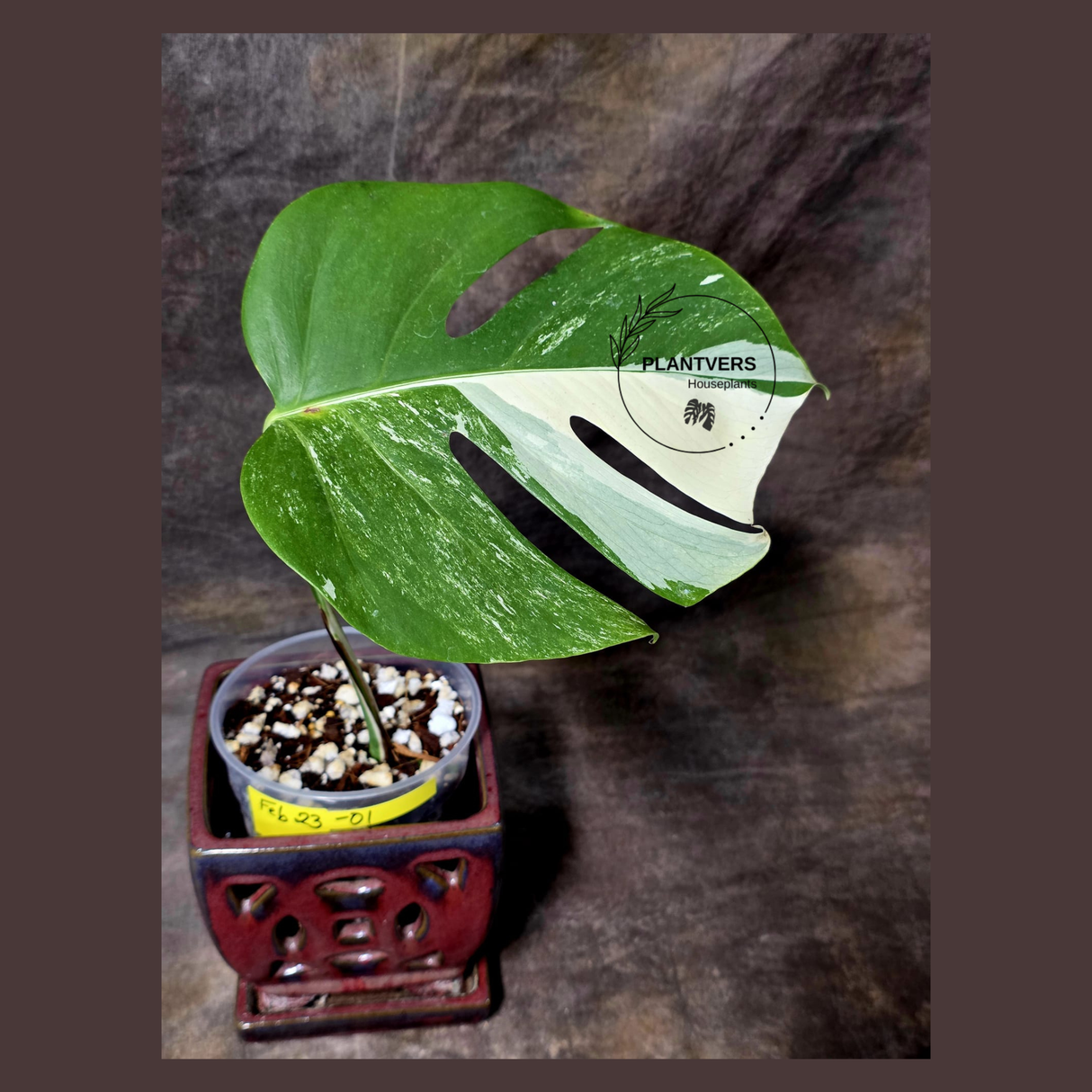 Rare Variegated Monstera Albo - White Albo Borsigiana EXACT Plant - Large Form - US Seller