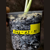 Rare Variegated Monstera Albo - White Albo Borsigiana Half-Moon Leaf Plant - EXACT Plant - US Seller