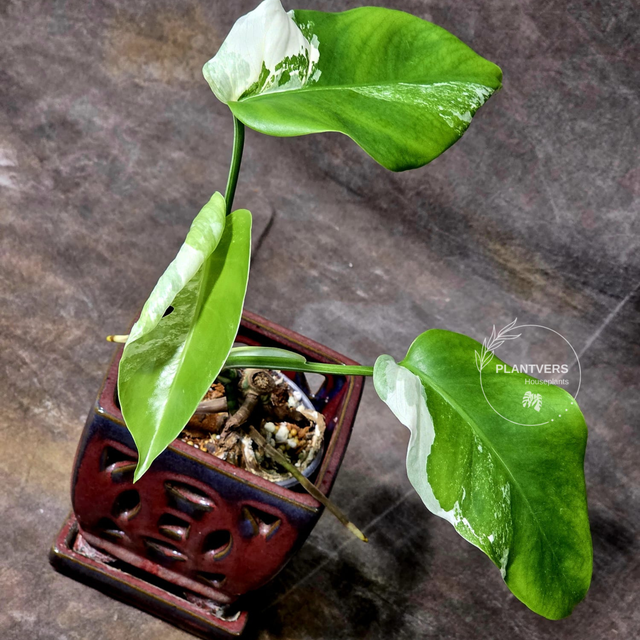 monstera albo borsigiana