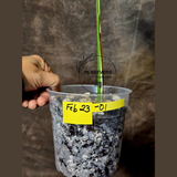 Rare Variegated Monstera Albo - White Albo Borsigiana EXACT Plant - Large Form - US Seller