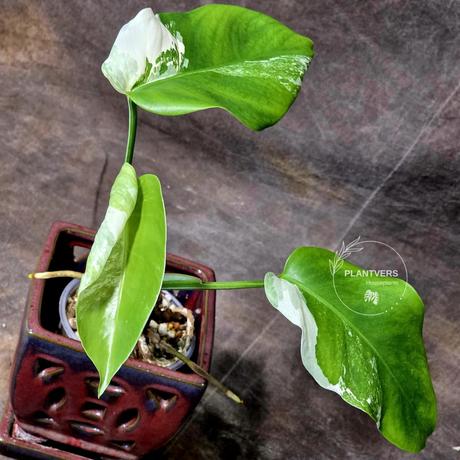 variegated monstera albo baby leaf plant