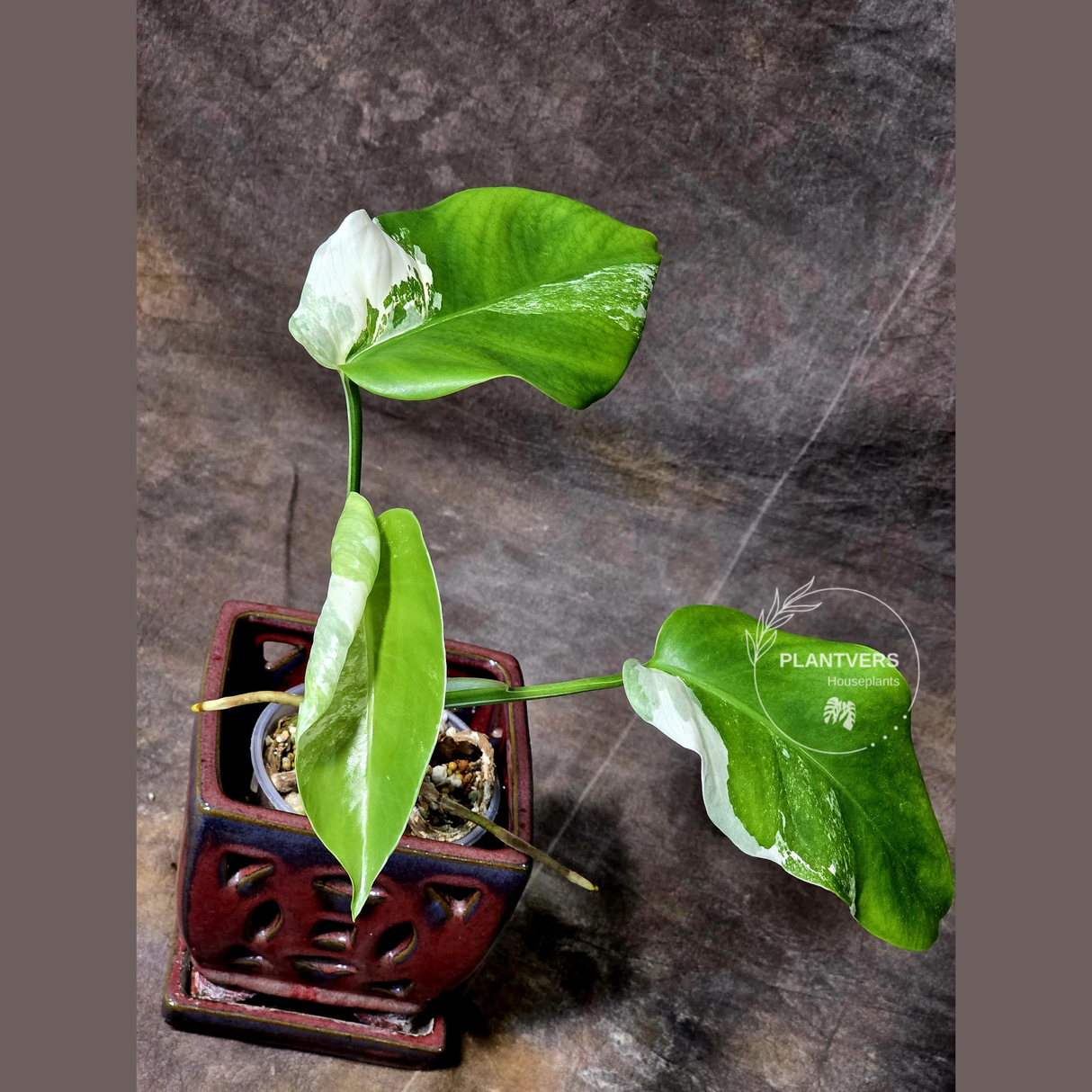 Variegated Monstera Albo EXACT Plant - Rare White Albo Baby Leaf EXACT Plant - US Seller