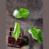 Variegated Monstera Albo EXACT Plant - Rare White Albo Baby Leaf EXACT Plant - US Seller