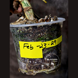 Variegated Monstera Albo EXACT Plant - Rare White Albo Baby Leaf EXACT Plant - US Seller