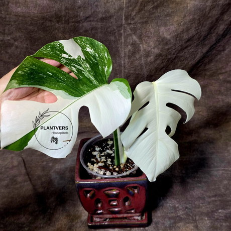 Rare Variegated Monstera Albo - White Albo Borsigiana EXACT Plant - Large Form - US Seller