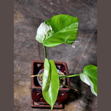 Variegated Monstera Albo EXACT Plant - Rare White Albo Baby Leaf EXACT Plant - US Seller