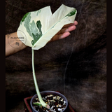 white monstera plant