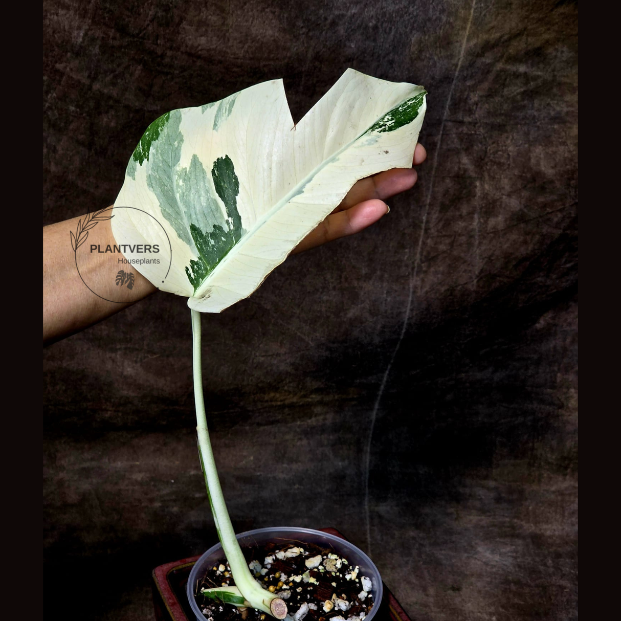 rare plants for sale
