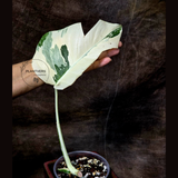 rare plants for sale
