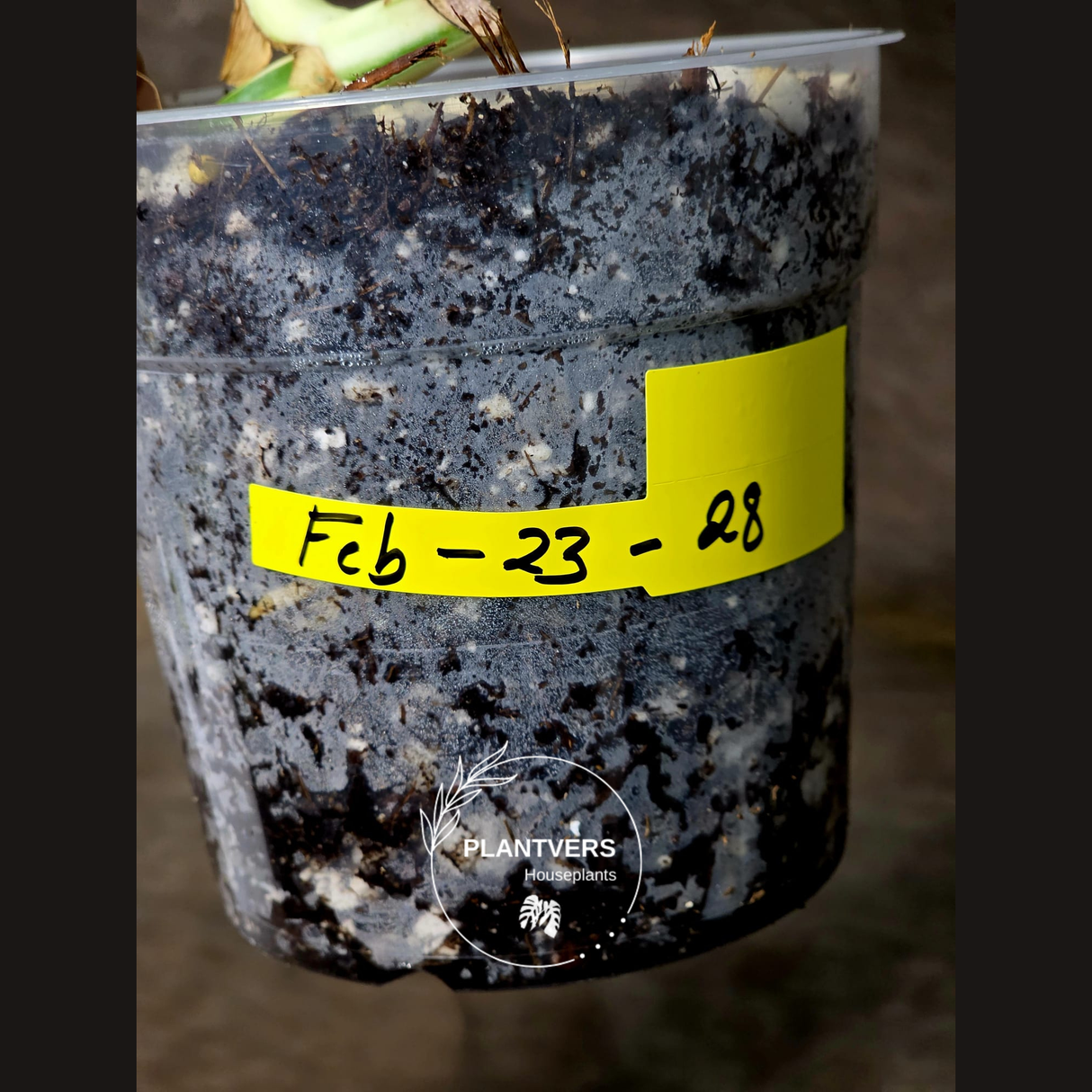 Rare Variegated Monstera Albo - White Albo Borsigiana Single Leaf Plant - EXACT Plant - US Seller