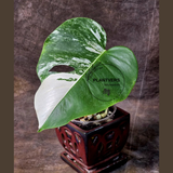 Rare Variegated Monstera Albo - White Albo Borsigiana EXACT Plant - Half-Moon Leaf - US Seller