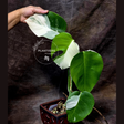 monstera albo white borsigiana