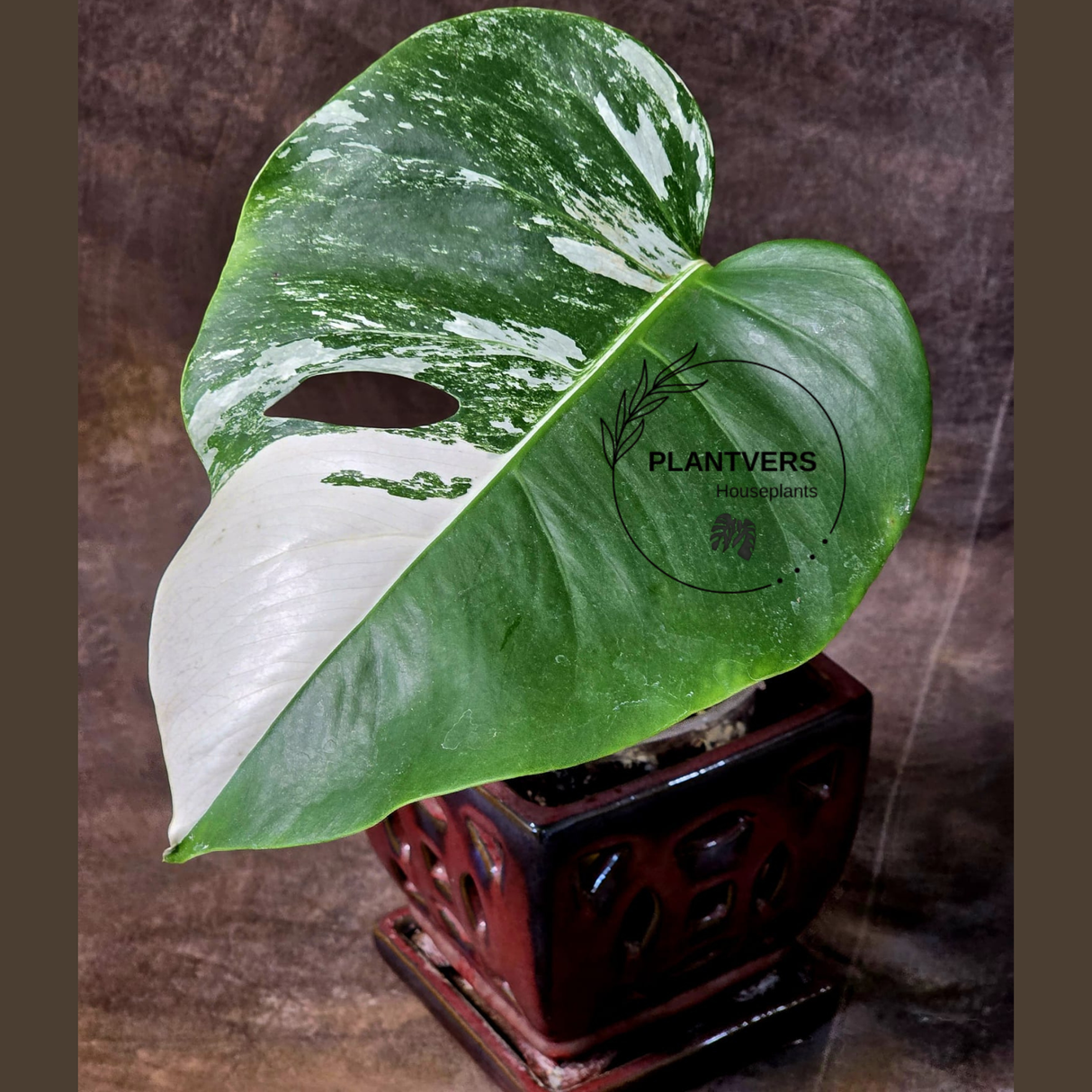 Rare Variegated Monstera Albo - White Albo Borsigiana EXACT Plant - Half-Moon Leaf - US Seller