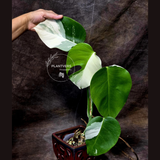 variegated monstera albo