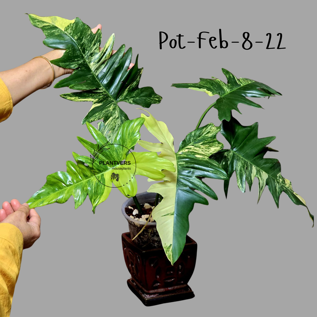 Variegated Philodendron Florida Beauty x Mayoi Exact Plant - Super RARE Live Plants - Stunning Hybrid Aroid with Marbled Foliage - US Seller