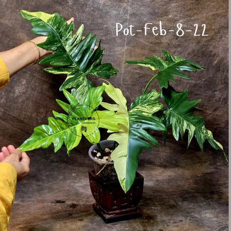 Variegated Philodendron Florida Beauty x Mayoi Exact Plant - Super RARE Live Plants - Stunning Hybrid Aroid with Marbled Foliage - US Seller