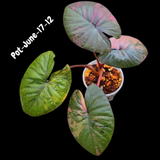 Alocasia Serendipity Pink Variegated - Collector's Aroid - Super Rare Pink Variegated Alocasia Exact SAME Plant - US Seller