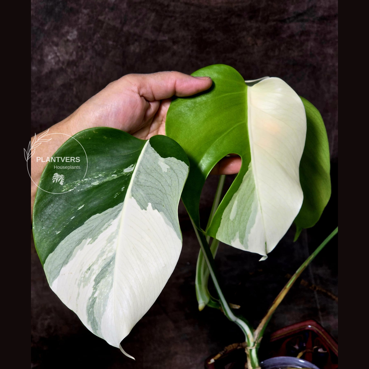 Variegated Monstera Albo EXACT Plant - Rare White Albo Baby Leaf EXACT Plant - US Seller