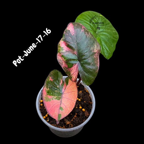 Alocasia Serendipity Pink Variegated - Collector's Aroid - Super Rare Pink Variegated Alocasia Exact SAME Plant - US Seller