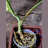 Variegated Monstera Albo EXACT Plant - Rare White Albo Baby Leaf EXACT Plant - US Seller