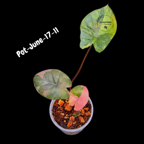 Alocasia Serendipity Pink Variegated - Collector's Aroid - Super Rare Pink Variegated Alocasia Exact SAME Plant - US Seller