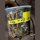 Variegated Monstera Albo EXACT Plant - Rare White Albo Baby Leaf EXACT Plant - US Seller